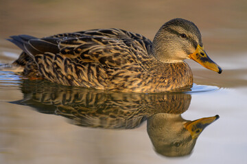Portrait of a female mallard swimming in water