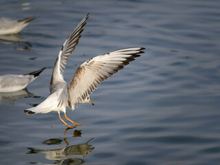 A black headed gull landing on a river