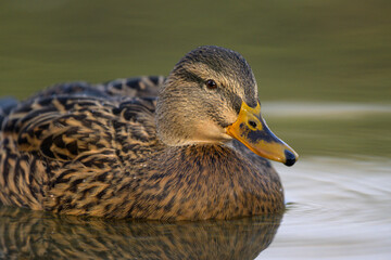 Portrait of a female mallard swimming in water