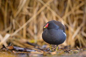 An adult common moorhen looking for food in winter