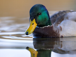 Portrait of a male mallard swimming in water