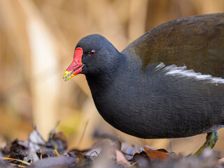 An adult common moorhen looking for food in winter
