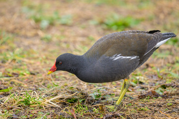 An adult common moorhen looking for food in winter