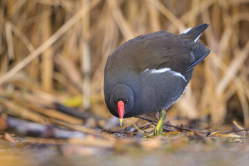 An adult common moorhen looking for food in winter