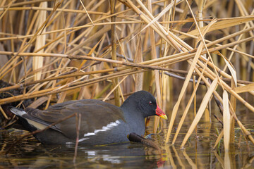 An adult common moorhen looking for food in winter