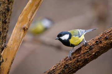 A great tit sitting on a twig