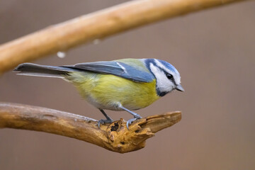 A blue tit sitting on a branch