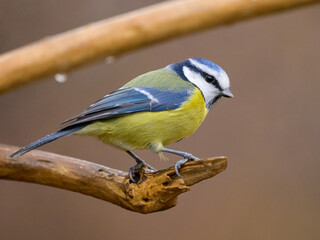 Naklejka premium A blue tit sitting on a branch