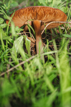 A magical mushroom in the grass of the green forest