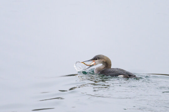 A black throated loon eating a fish