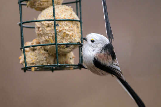 Long tailed tit at a feeding station