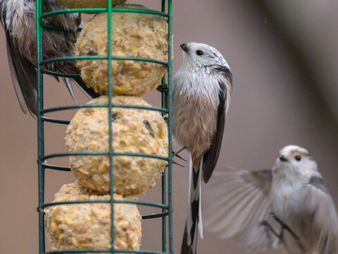 Long tailed tits at a feeding station