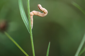 Eine Raupe eines Schmetterlings auf einer Pflanze.