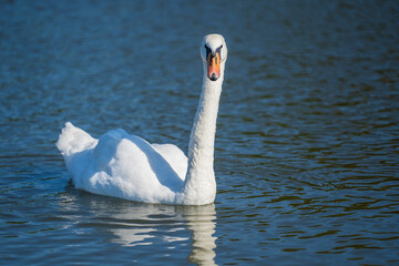 Fototapeta na wymiar Snow-white mute swan swims in the pond water
