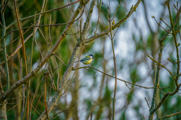 a great tit (Parus major) feeds amongst bare winter branches 