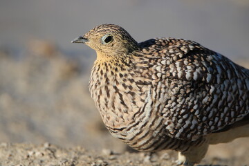 Namaqua Sandgrouse, Etosha