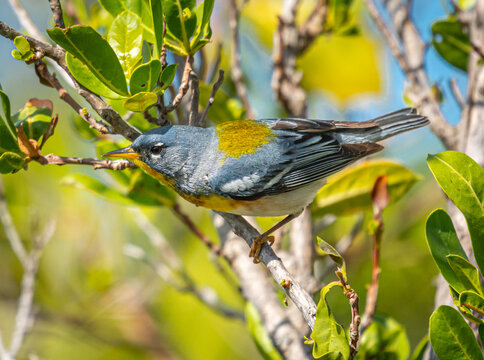Northern Parula Warbler