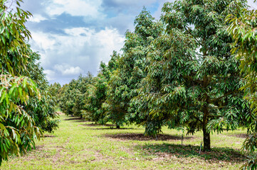 Fresh durian tree beautiful garden with nice sky, best quality product food in Chanthaburi,...