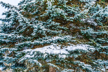 Snow On Evergreen Branhes
