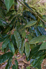 Leaf spot mold in durian tree in the garden, problem of agriculture in Thailand, nature background