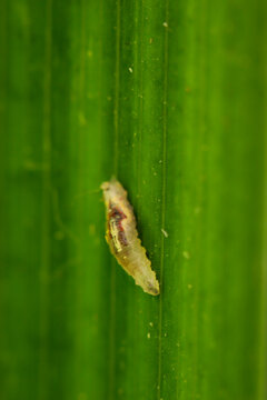 Eine Nahaufnahme einer Insektenmade auf einer Pflanze.
