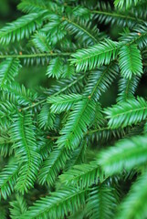 green fern background