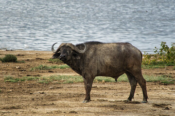 Büffel im Nationalpark Tsavo Ost, Amboseli, Samburu, Nakuru, und Tsavo West in Kenia