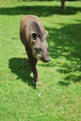 Fototapeta premium cow in the grass