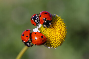 Daisy flowers and four ladybugs