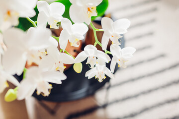 White orchid in blossom blooming in living room. Home decorated with flowers. Interior and design.