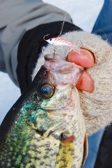 A winter crappie caught on a jigging lure