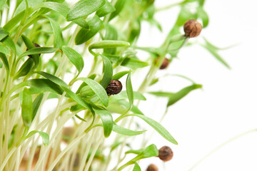 Sprouted Coriander seeds close up. Coriander microgreens. Germinate Cilantro seeds
