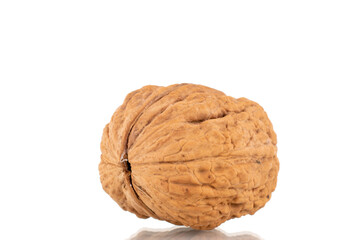 One ripe walnut, close-up, isolated on white.