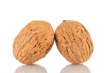 Two ripe walnuts, close-up, isolated on white.
