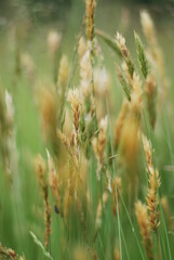 grass in the morning