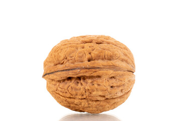 One ripe walnut, close-up, isolated on white.