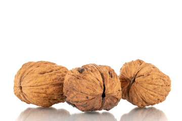 Three ripe walnuts, close-up, isolated on white.