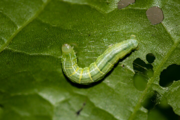 Eine Raupe eines Schmetterlings auf einer Pflanze.