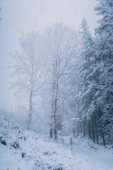 Obraz premium snow covered oak at fog