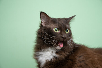 brown white laperm cat with green eyes looking disgusted or displeased sticking out tongue portrait...