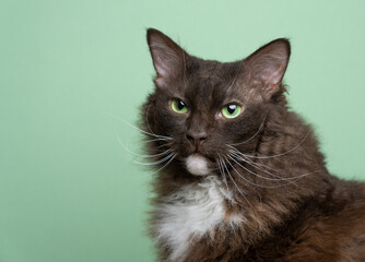 brown white laperm cat with green eyes portrait on green background with copy space