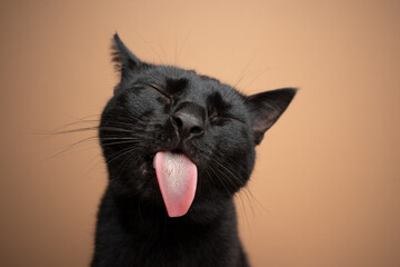 funny black cat sticking out tongue on brown background