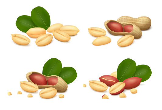 Peanuts in shell (open and whole), shelled kernels, seeds with red skin, crumbs and leaves. Isolated on white background. Realistic vector illustration. Side view.