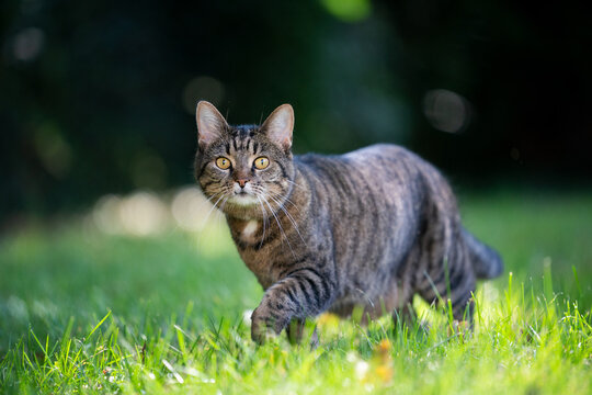 tabby cat on the move walking on sunny meadow outdoors looking at camera curiously - Powered by Adobe