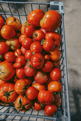 Basket of fresh picked red tomatoes in cart