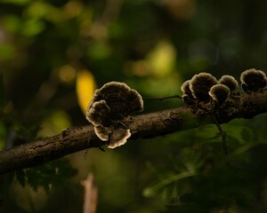 muschrooms in the forest
