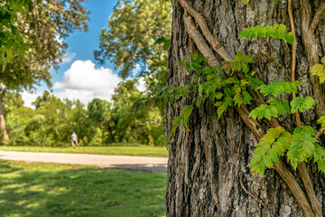 Close up of tree trunk