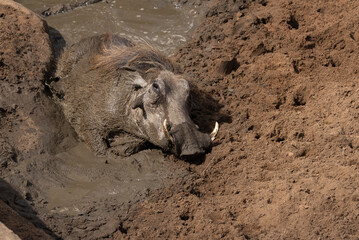 Muddy warthog relaxing in a wallow looking towards camera. 