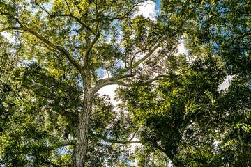 a lot of trees covering blue sky