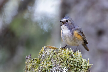 Orange-flanked Bush Robin